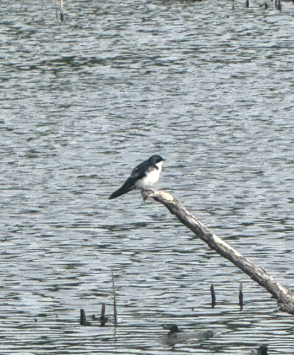 Tree Swallow - ML637457756