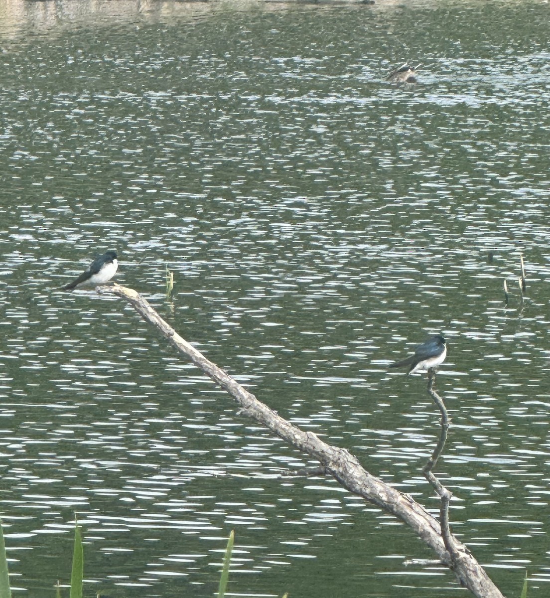 Tree Swallow - ML637457757