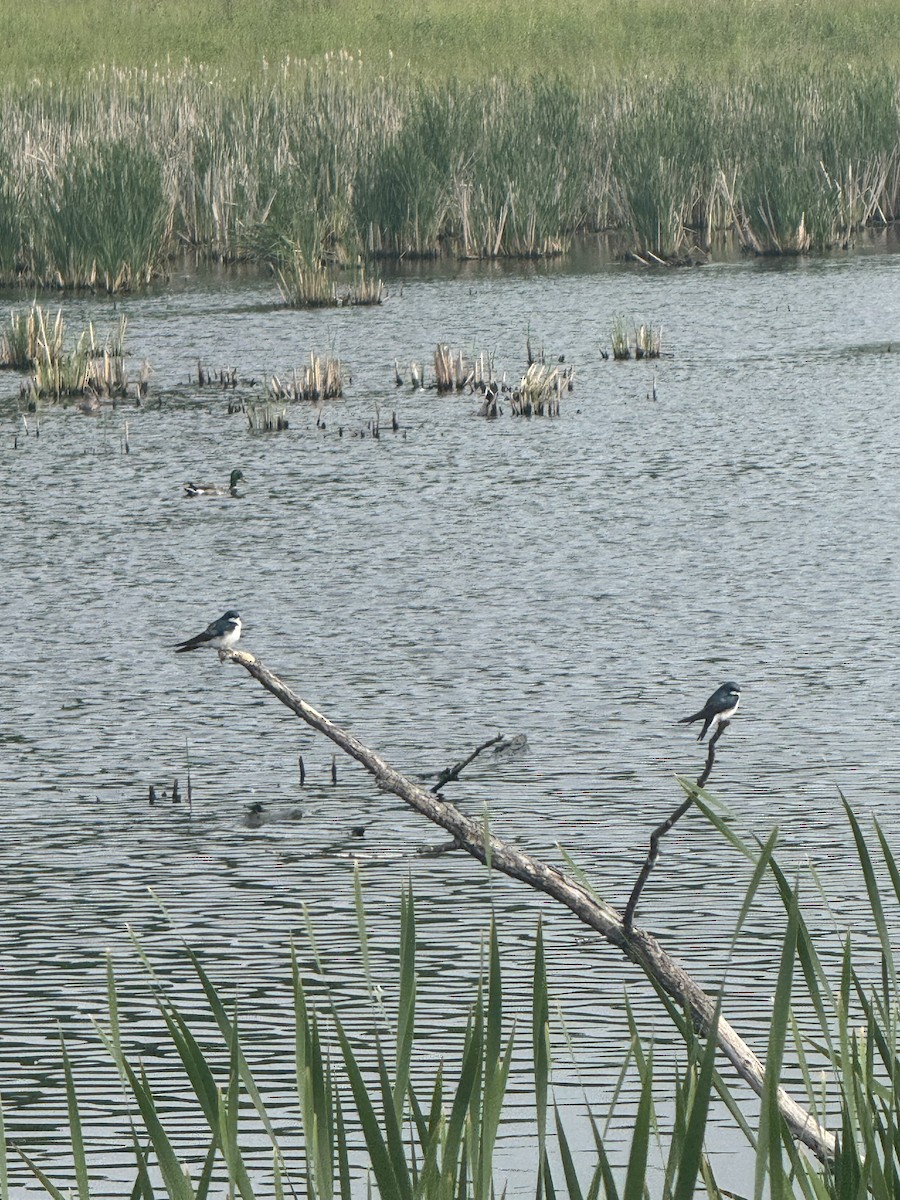 Tree Swallow - ML637457758