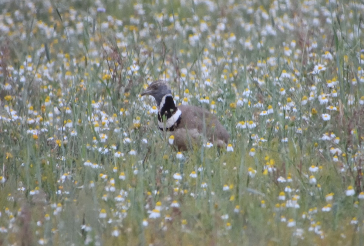 Little Bustard - ML637457830