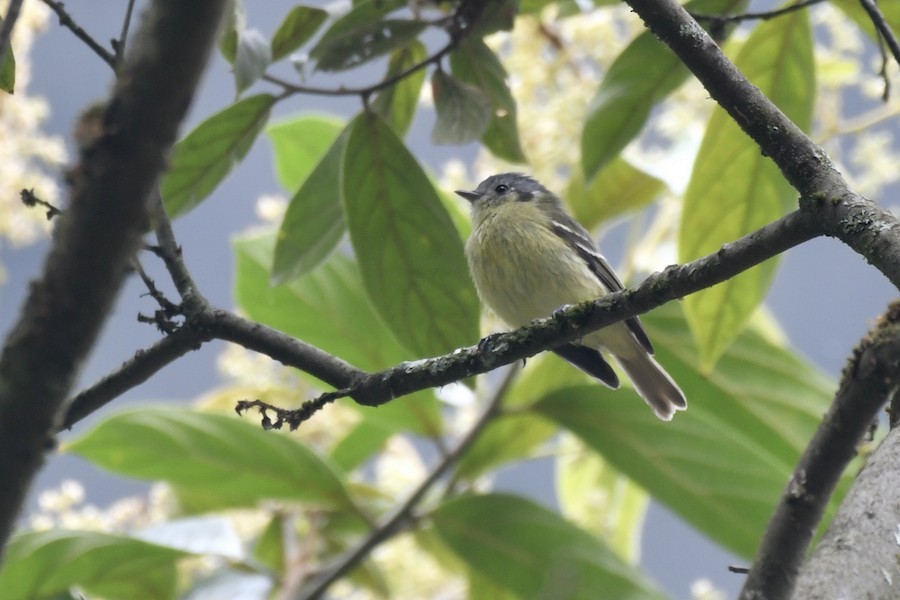 Ashy-headed Tyrannulet - ML637457848