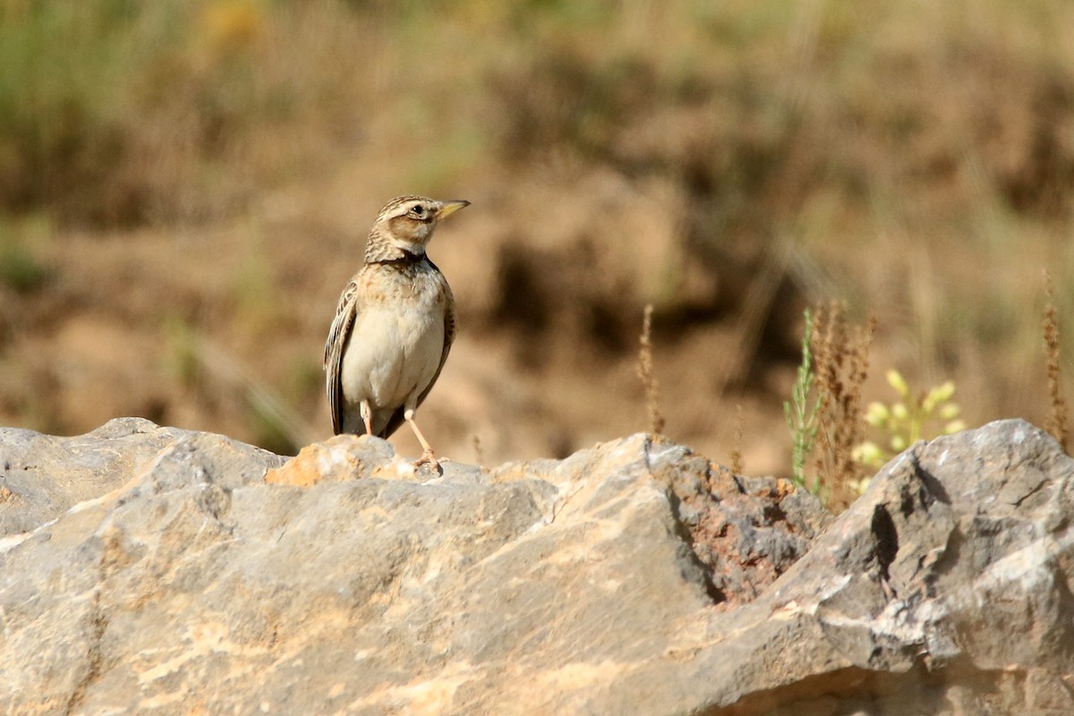 Bimaculated Lark - ML637457859