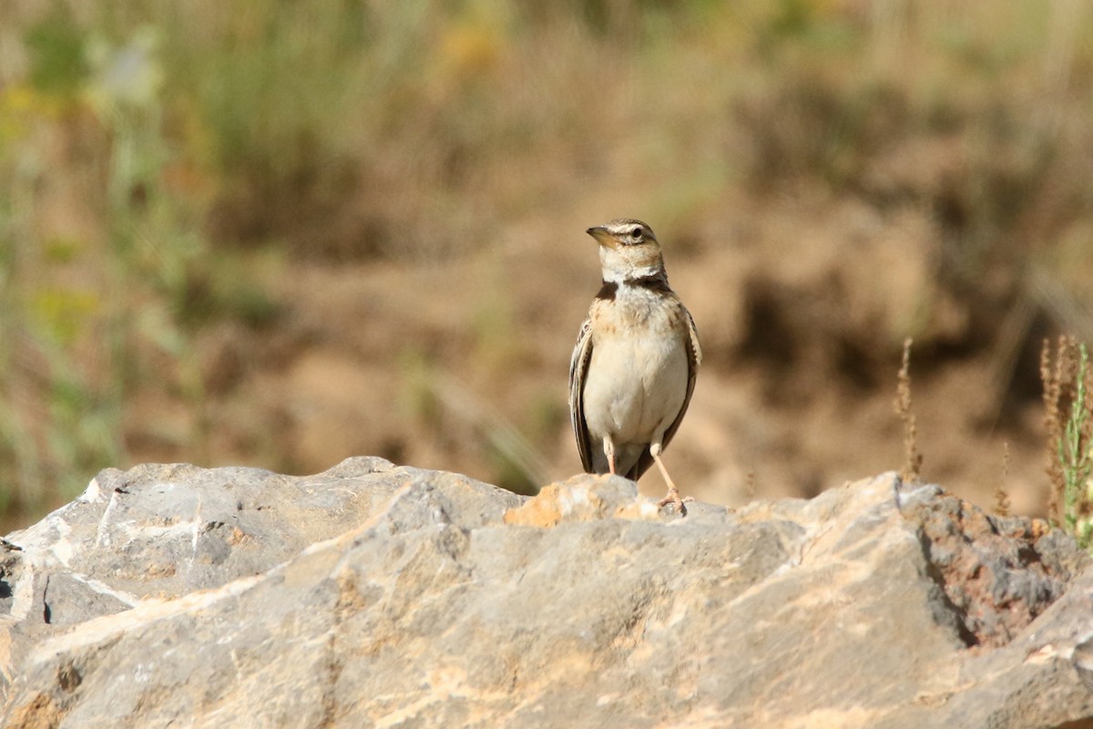 Bimaculated Lark - ML637457860