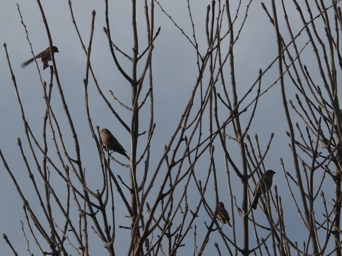 House Finch - ML637457890