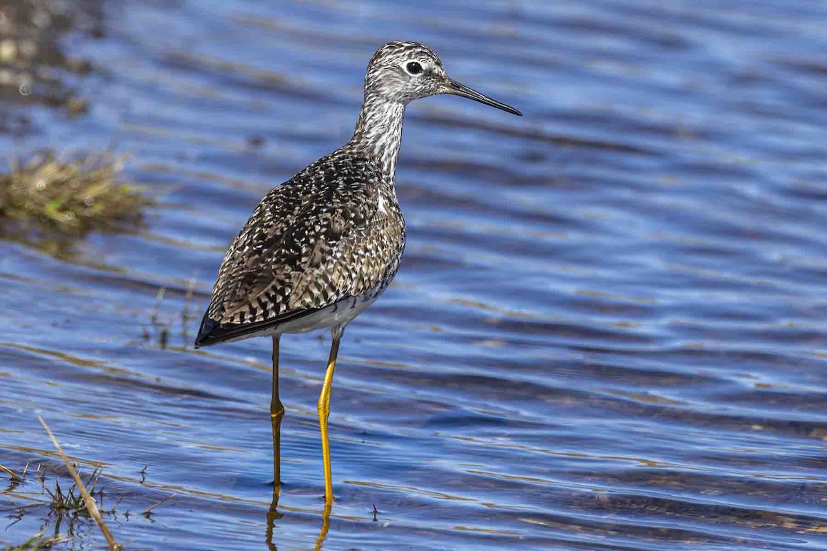 Lesser Yellowlegs - ML637457961