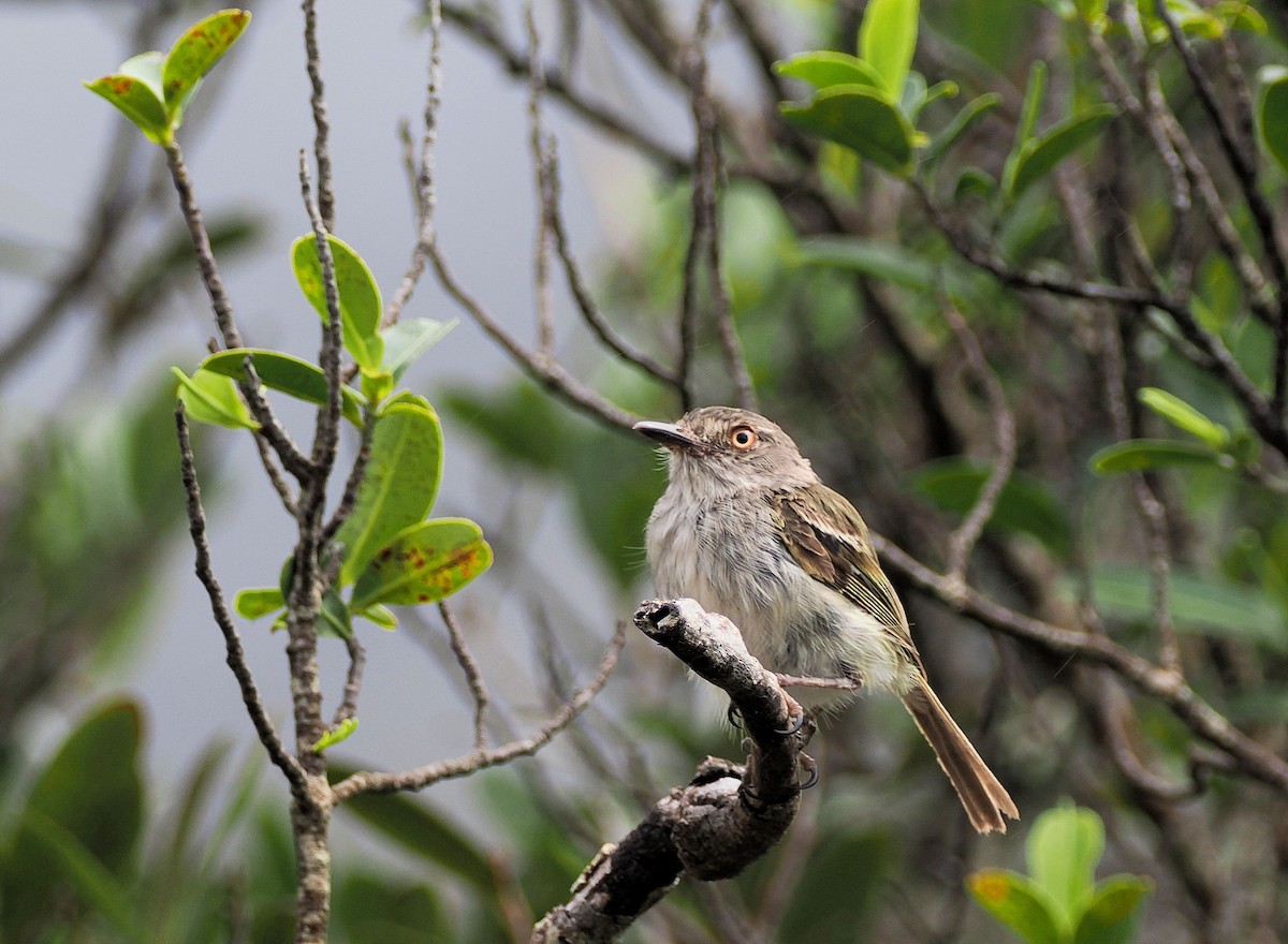 Pearly-vented Tody-Tyrant - ML637458134