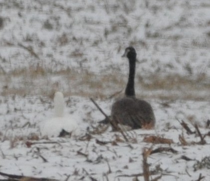 Ross's Goose - ML637458279