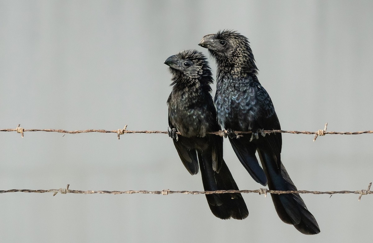 Smooth-billed Ani - ML637458300