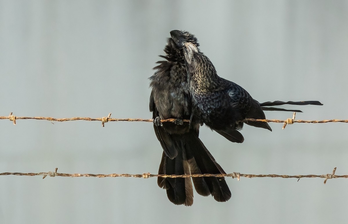Smooth-billed Ani - ML637458305