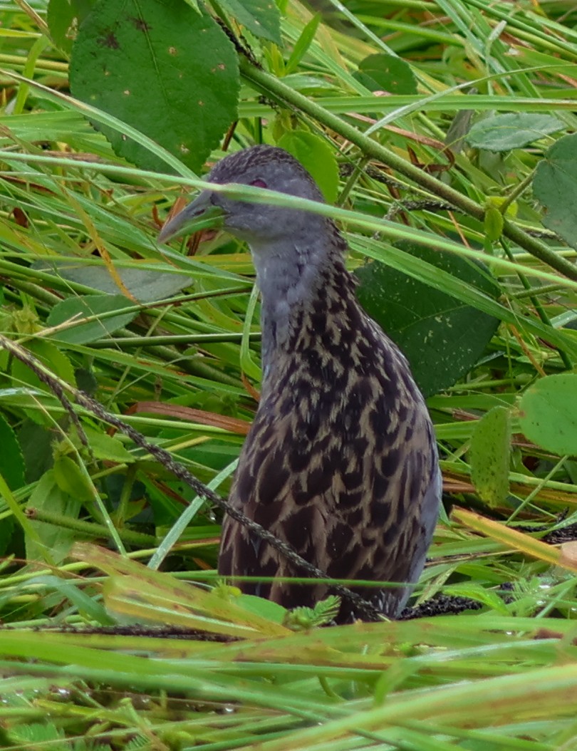 Ash-throated Crake - ML637458328