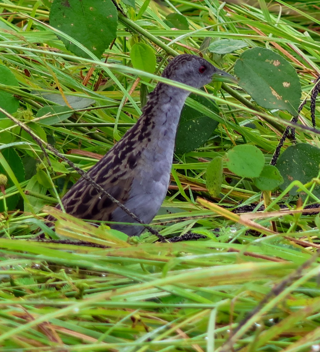 Ash-throated Crake - ML637458329