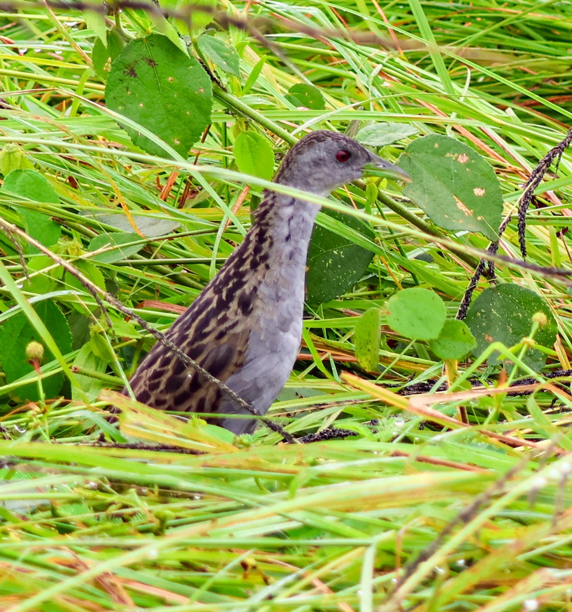 Ash-throated Crake - ML637458330
