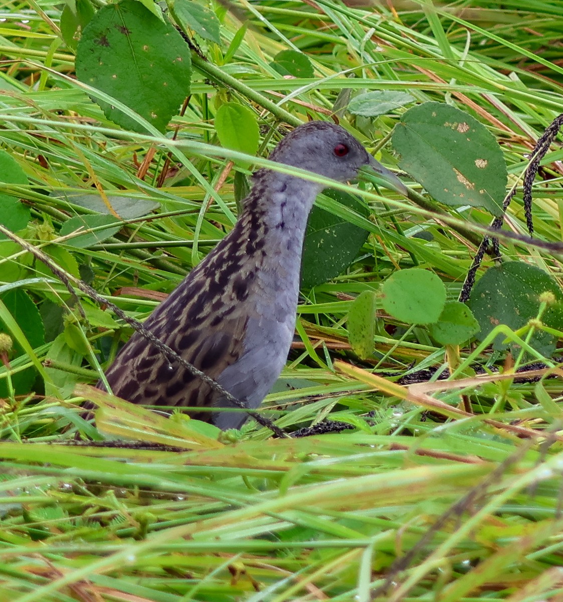 Ash-throated Crake - ML637458331