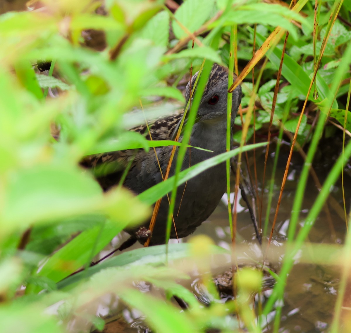 Ash-throated Crake - ML637458332