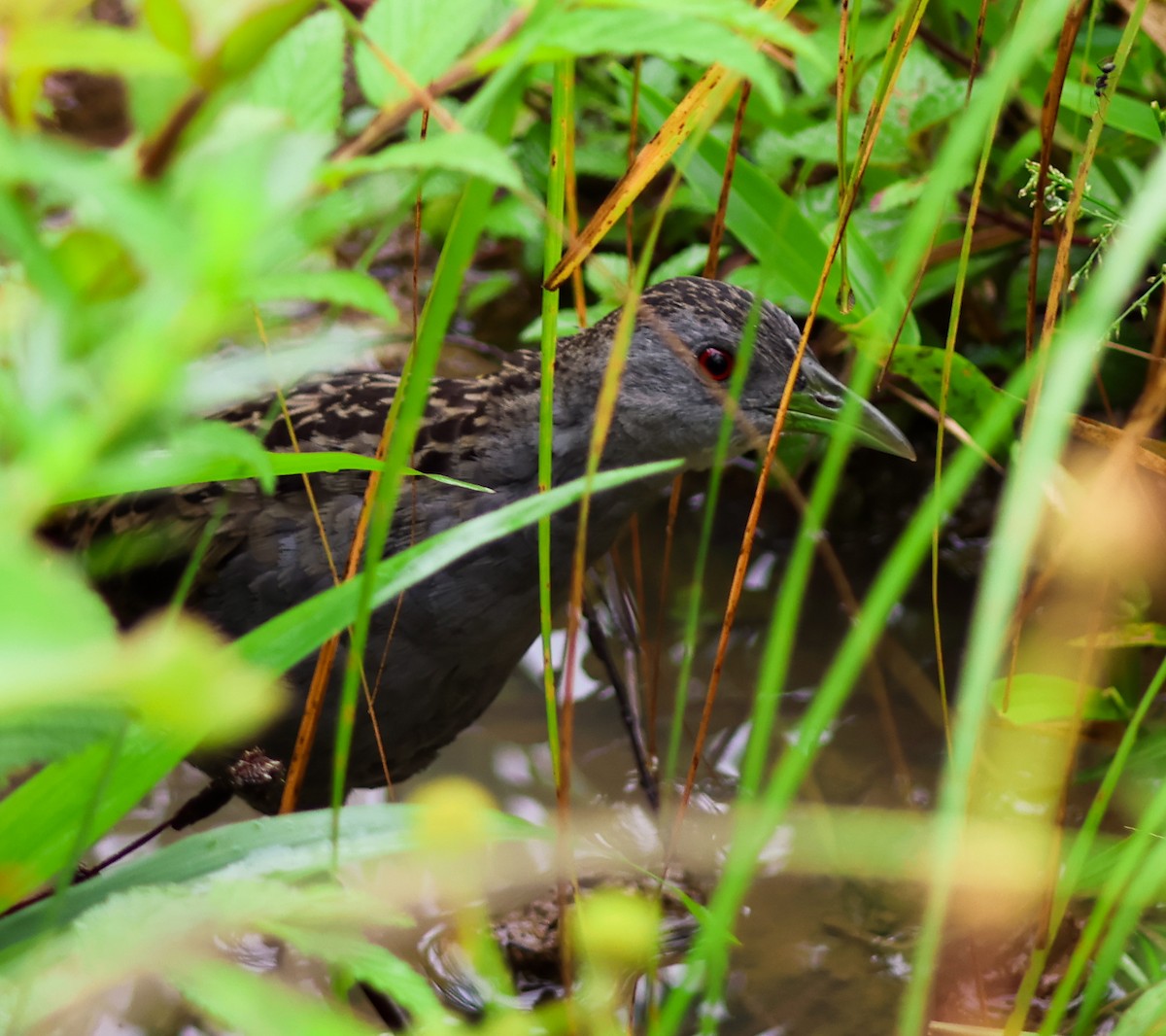 Ash-throated Crake - ML637458333