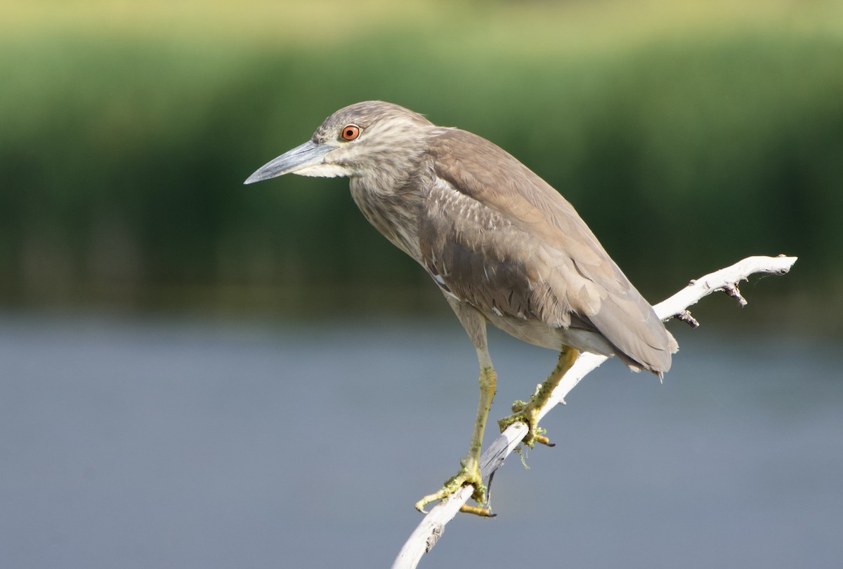 Black-crowned Night Heron - ML637458349