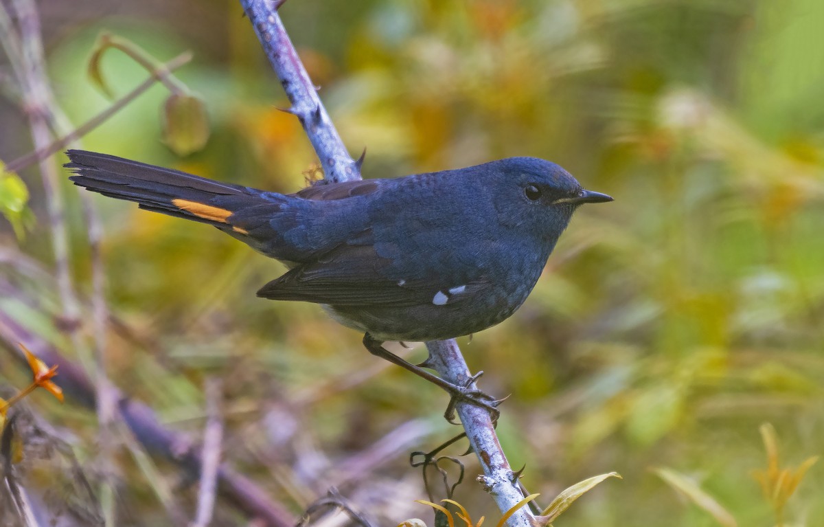 White-bellied Redstart - ML637458352