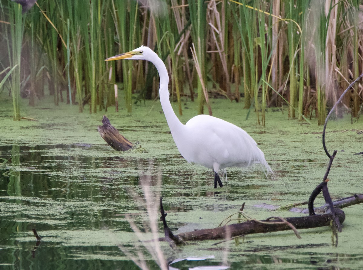 Great Egret - ML637458353
