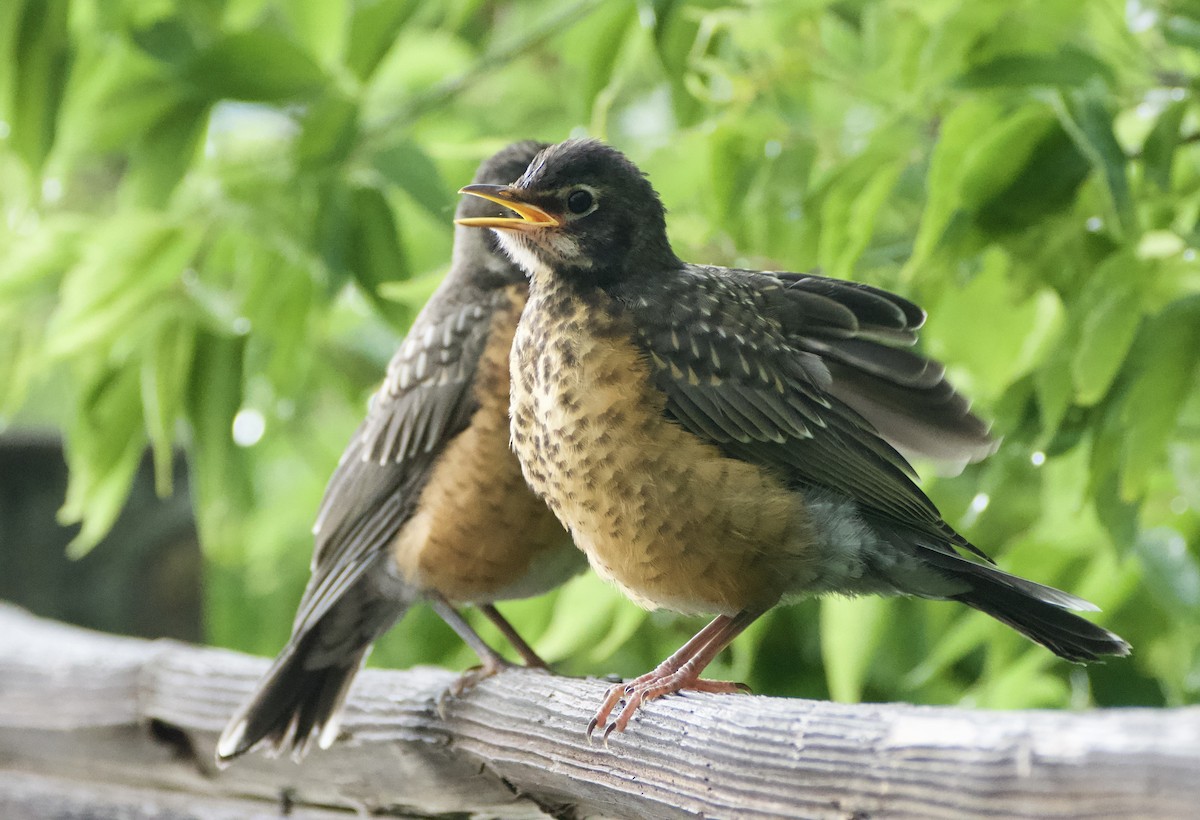 American Robin - ML637458358