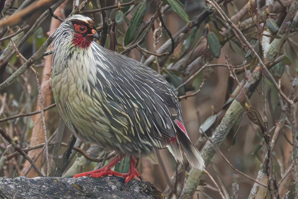 Blood Pheasant - ML637458359