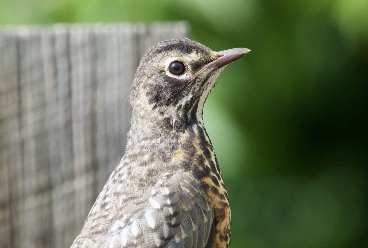 American Robin - ML637458370