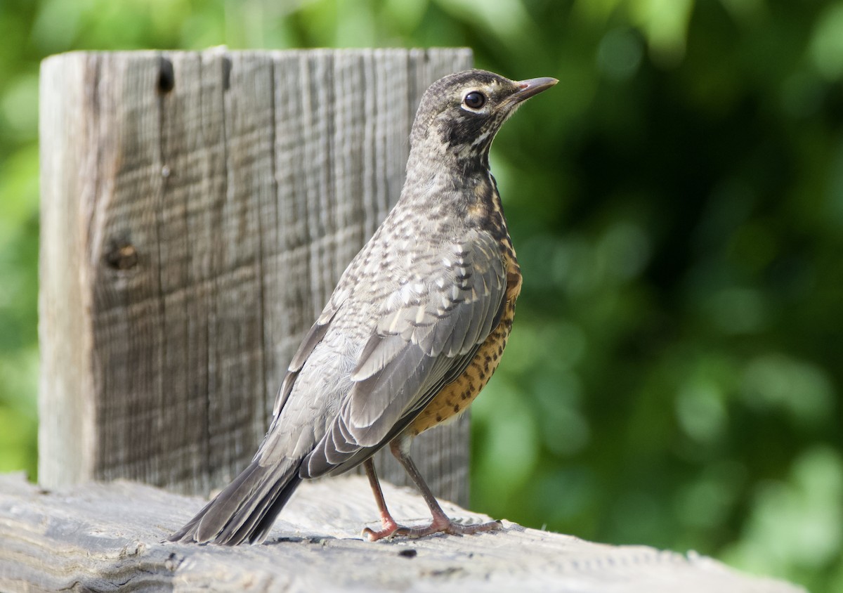 American Robin - ML637458371
