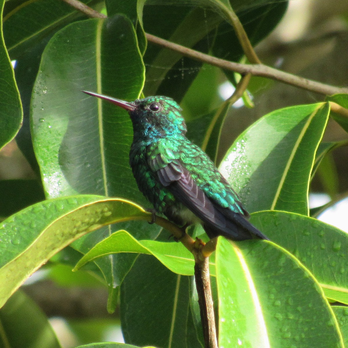 Colibri à menton bleu - ML637458456
