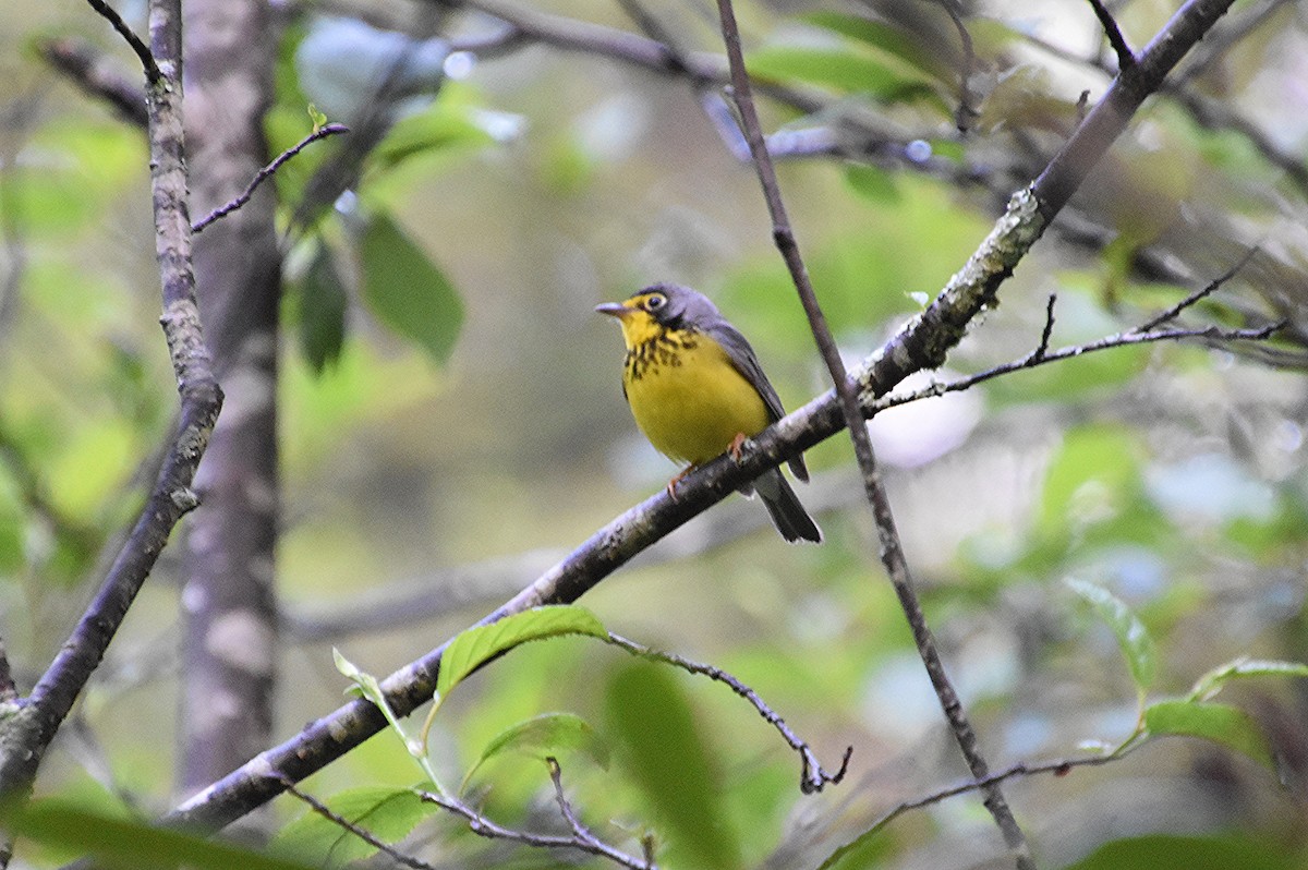 Paruline du Canada - ML637458457