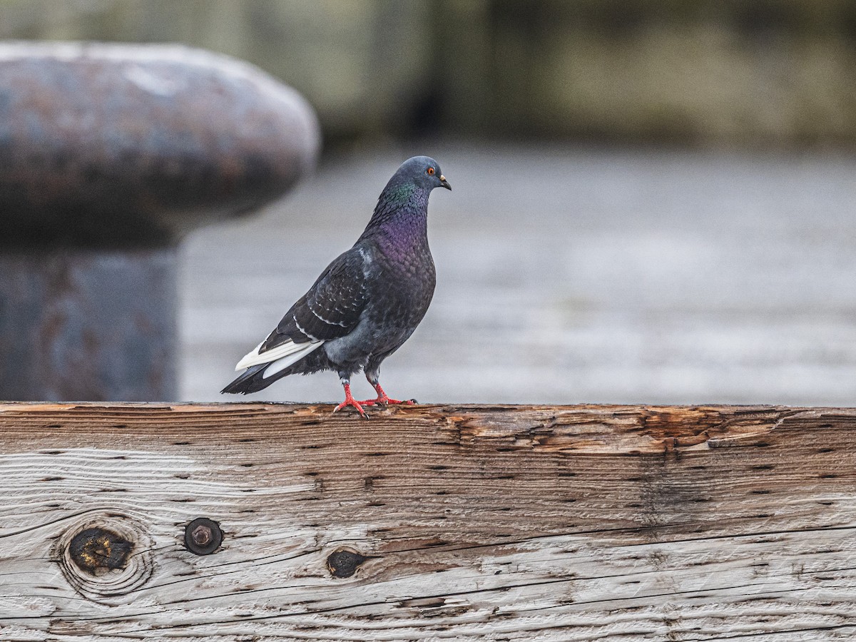 Pigeon biset (forme domestique) - ML637458470