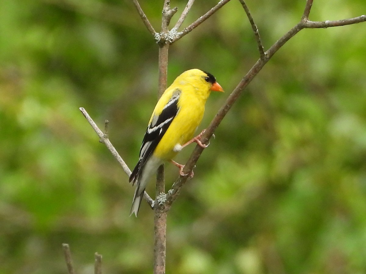 Chardonneret jaune - ML637458473