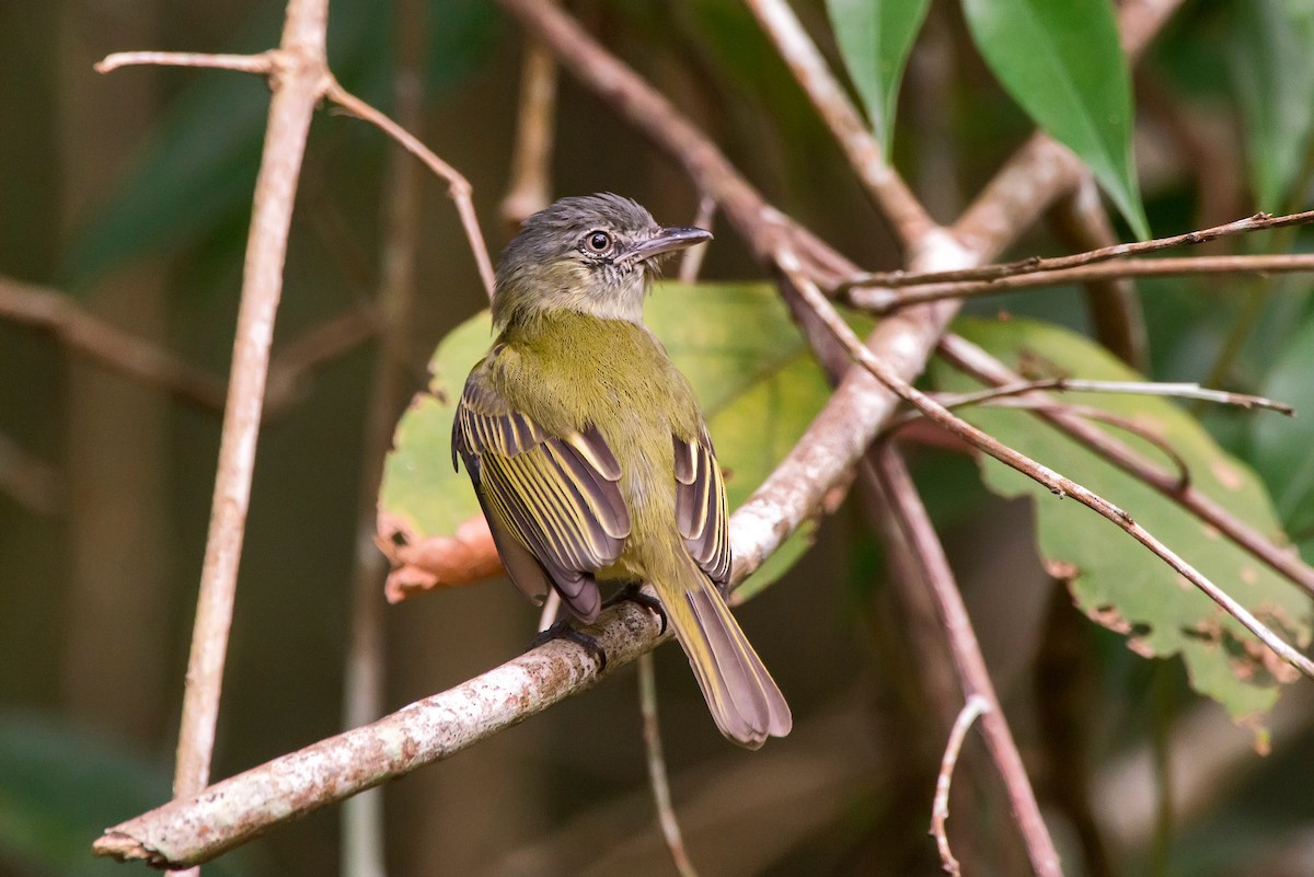 Gray-crowned Flatbill - Leonardo Merçon / Instituto Últimos Refúgios