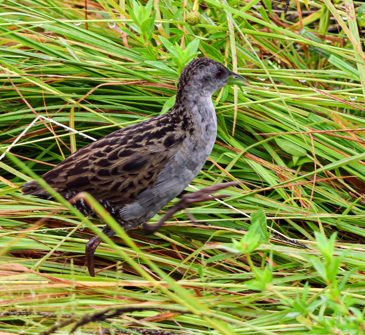 Ash-throated Crake - ML637458528