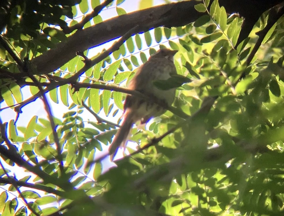 White-throated Sparrow - ML637458531