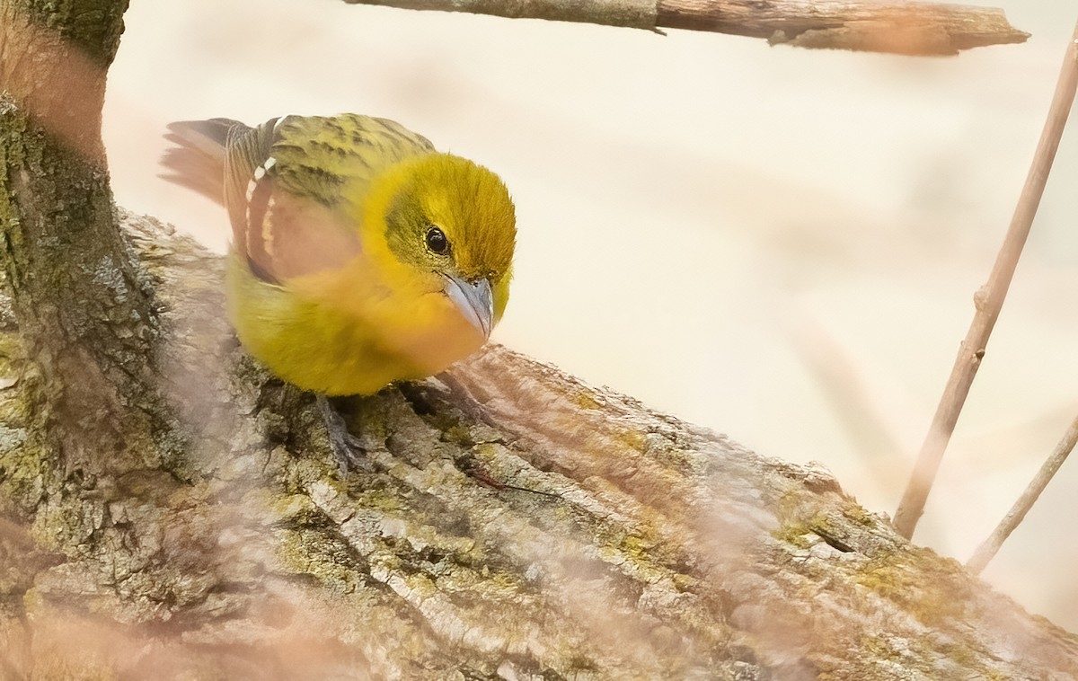 Flame-colored Tanager - ML637458545