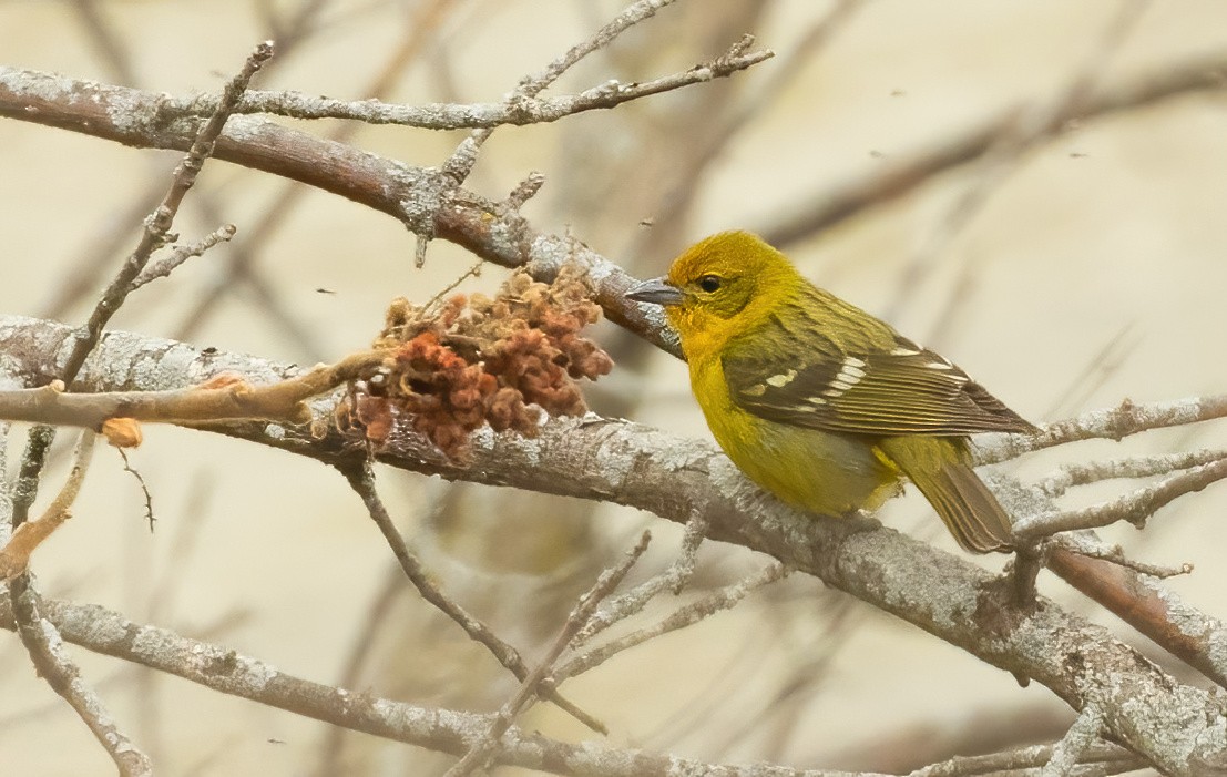 Flame-colored Tanager - ML637458551
