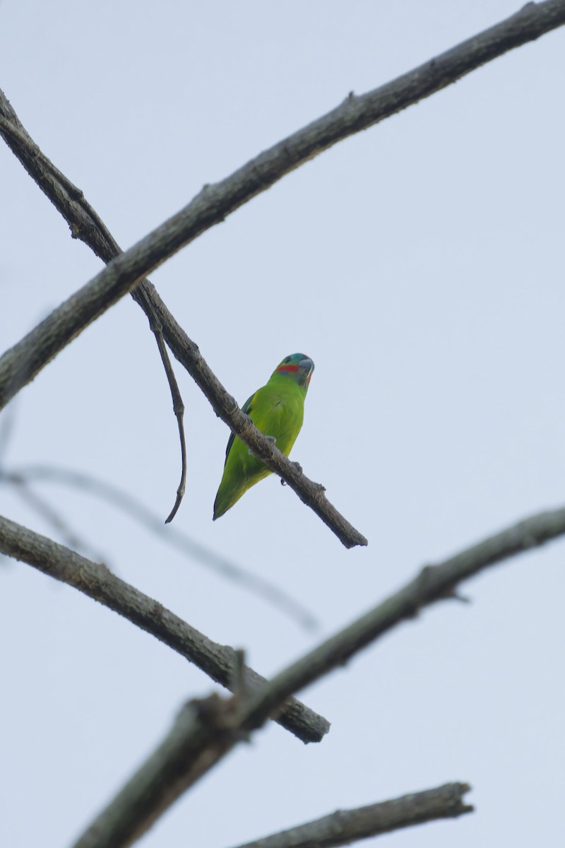 Double-eyed Fig-Parrot - ML637458655