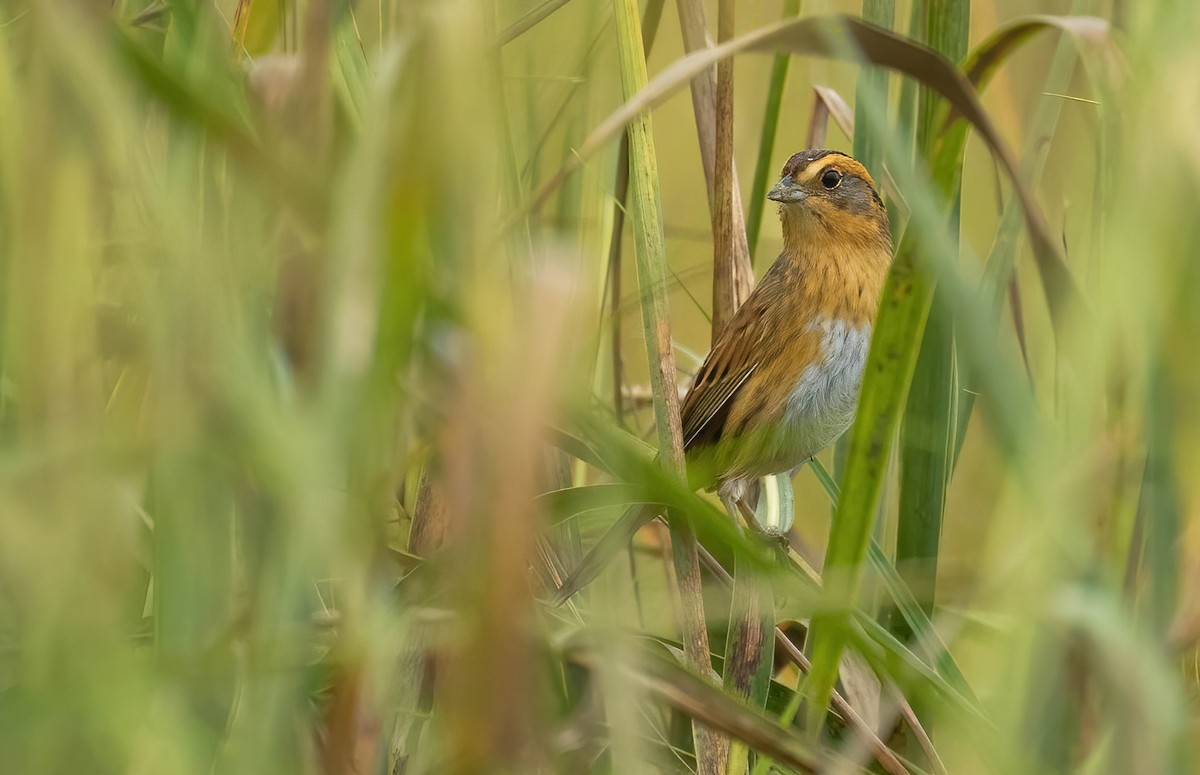 Nelson's Sparrow - ML637458678