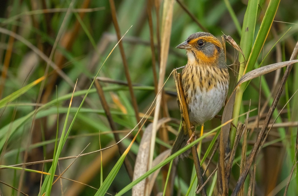 Saltmarsh Sparrow - ML637458693
