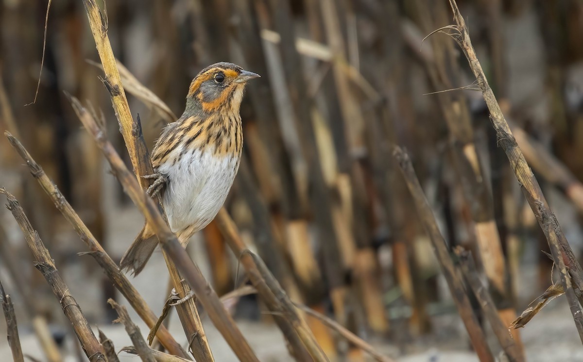 Saltmarsh Sparrow - ML637458696
