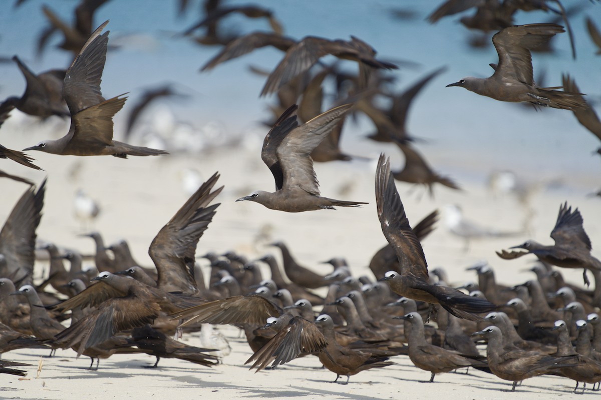 Brown Noddy - ML637458699