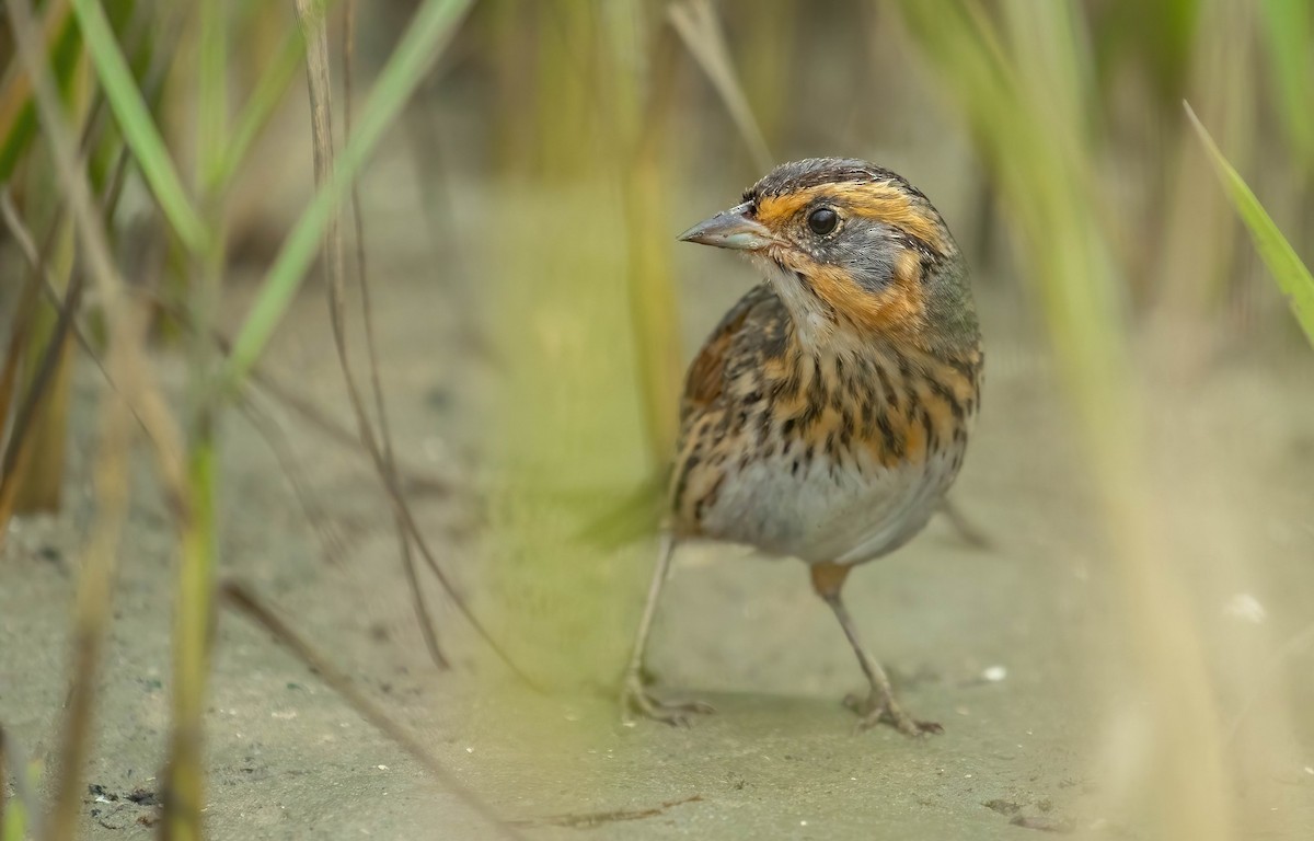 Saltmarsh Sparrow - ML637458700
