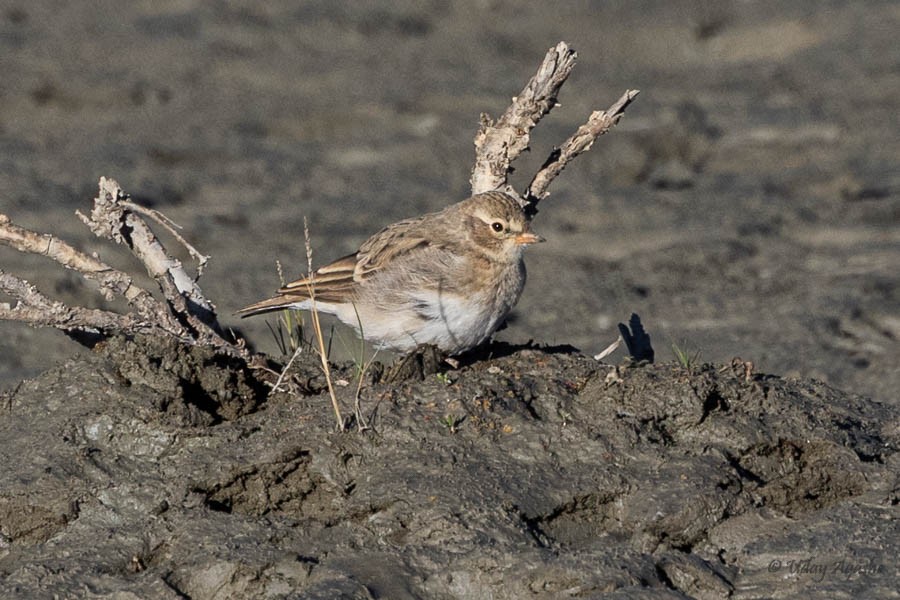 Hume's Lark - ML637458711