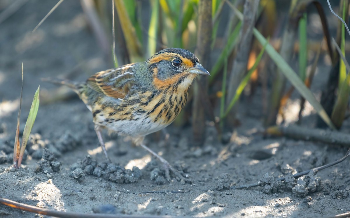 Saltmarsh Sparrow - ML637458712