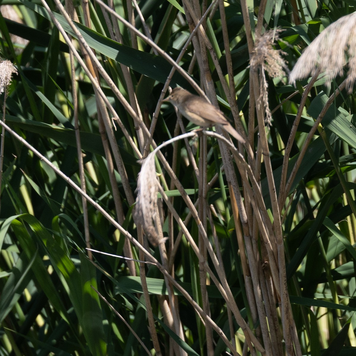 Marsh/Common Reed Warbler - ML637458775