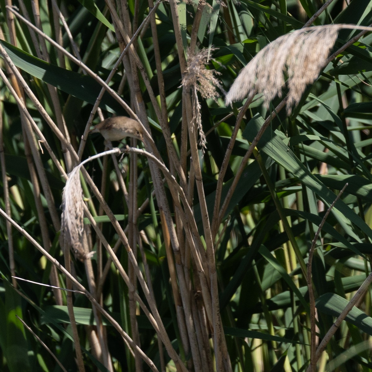 Marsh/Common Reed Warbler - ML637458776