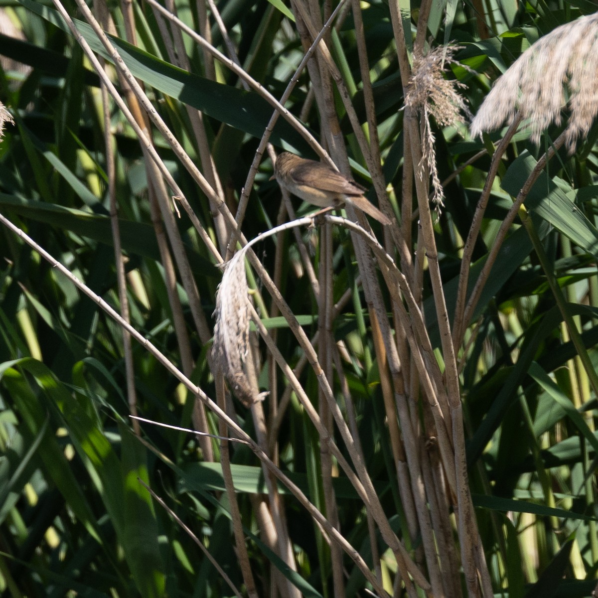 Marsh/Common Reed Warbler - ML637458777