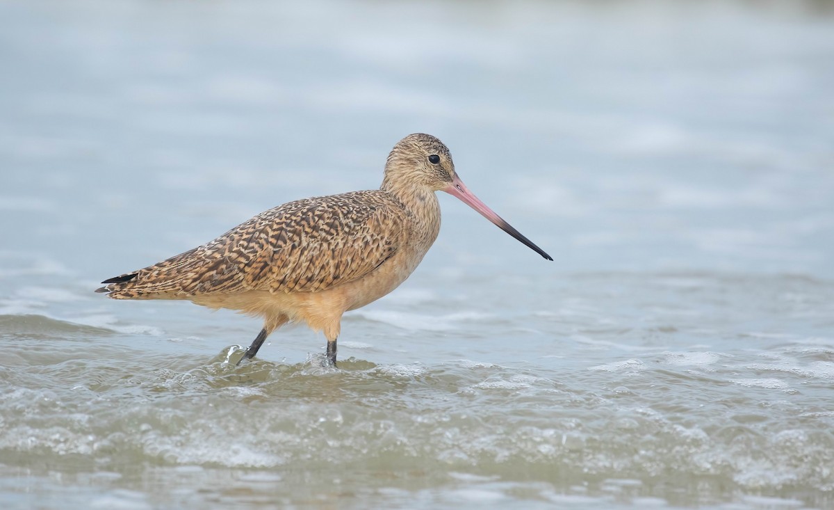 Marbled Godwit - ML637458793