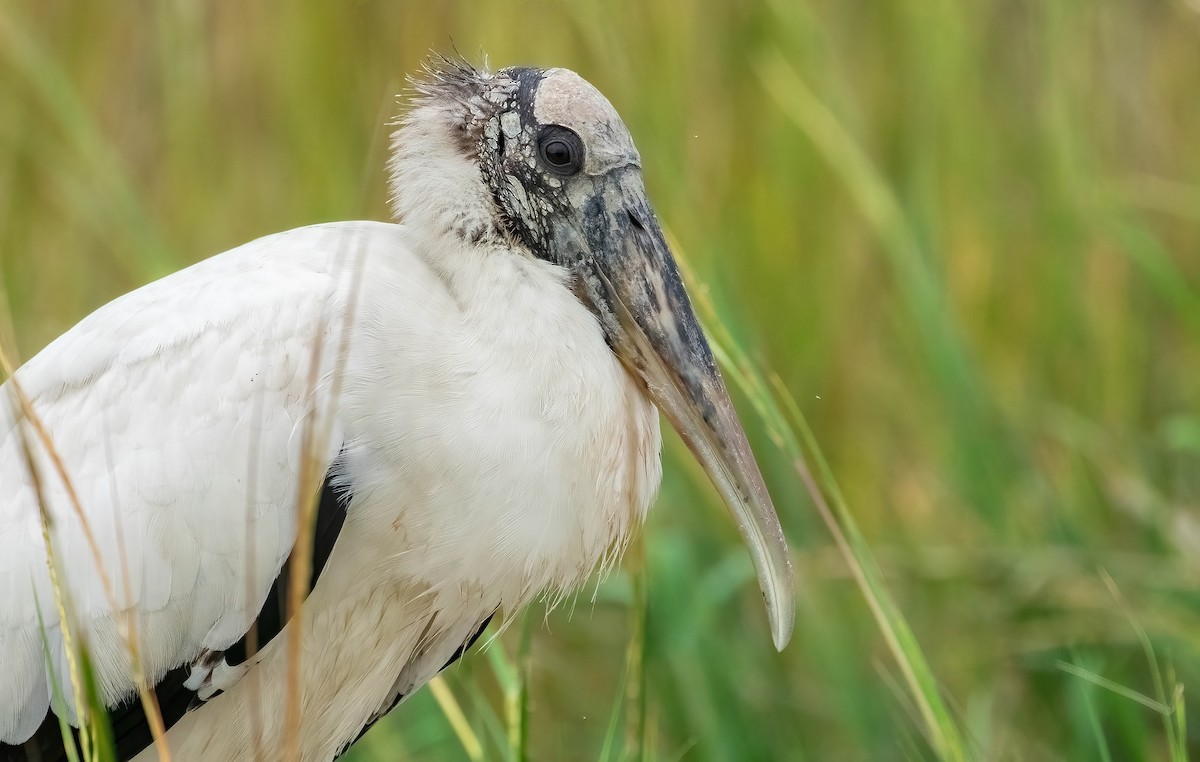 Wood Stork - ML637458800