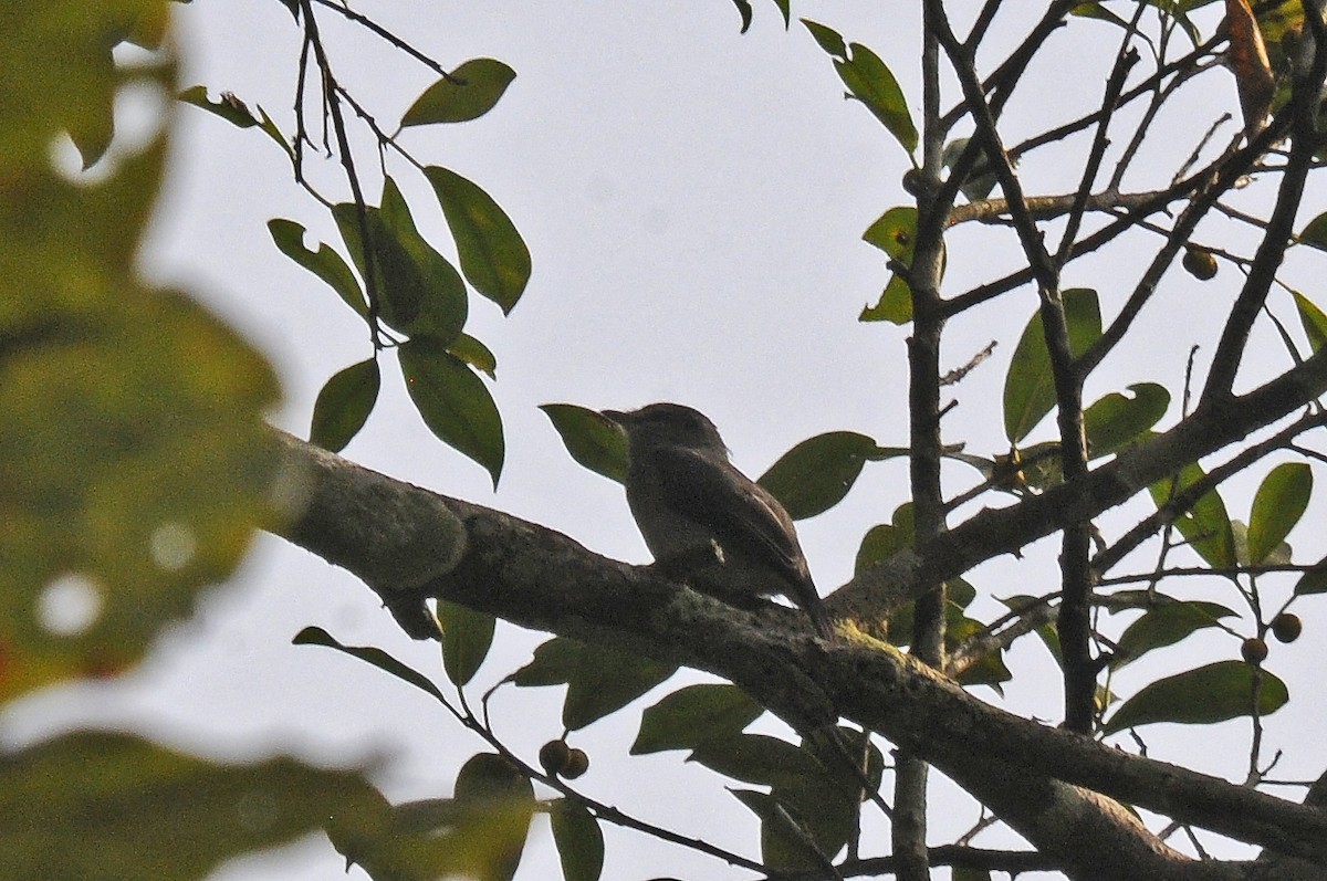 Red-shouldered Cuckooshrike - ML637458807