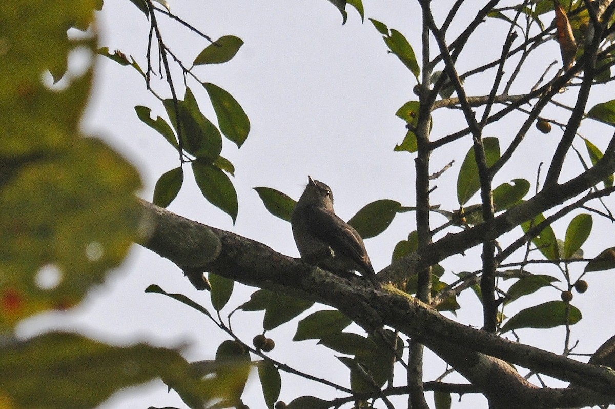 Red-shouldered Cuckooshrike - ML637458808